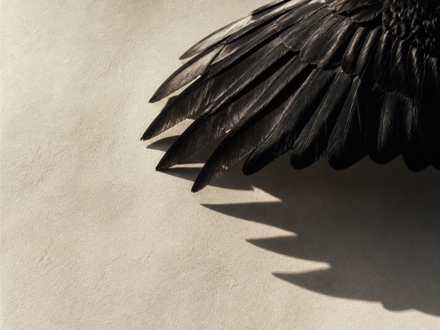 Black raven wing casting a precise shadow across ivory paper